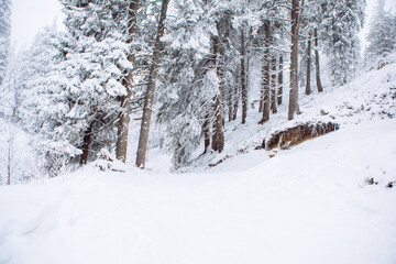 man snowboarder at winter forest