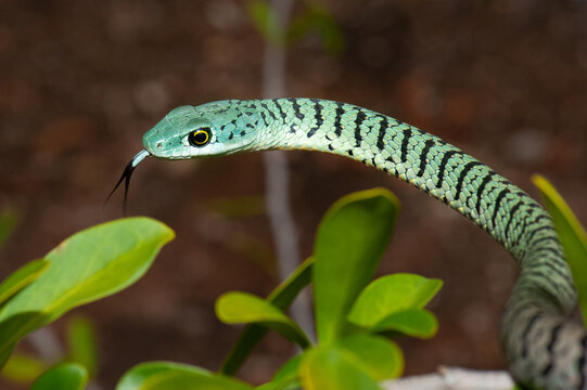 Variegated bush snake in a tree