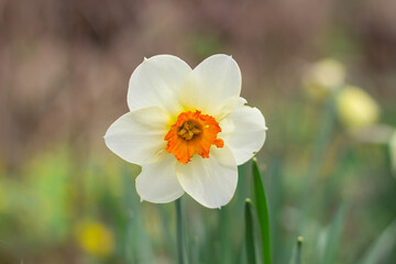 yellow daffodil flower blooms in spring in the garden