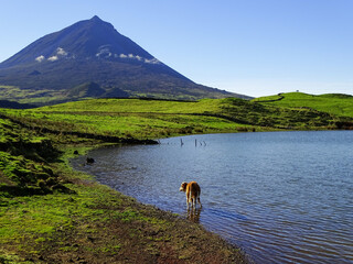Pico mountain in background, view over lagoon and cows, Pico island, Azores.