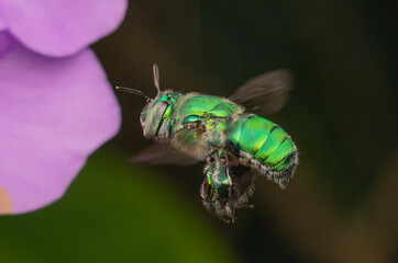 fly on leaf