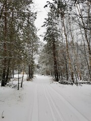 winter forest in the snow