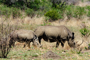 Obraz premium Rhinocéros blanc, white rhino, Ceratotherium simum, Parc national Kruger, Afrique du Sud