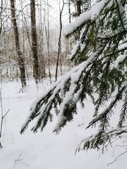 Christmas tree branches with snow