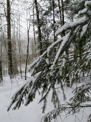 Naklejka premium Christmas tree branches with snow