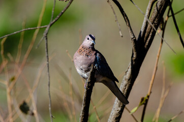 Tourterelle maillée,.Spilopelia senegalensis, Laughing Dove