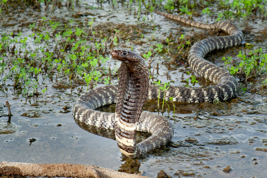 Western barred sptting cobra