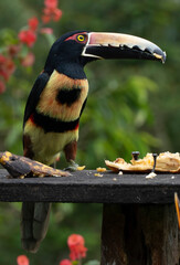 El tucán toco​ (Ramphastos toco) es una especie de ave piciforme de la familia Ramphastidae,