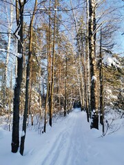winter forest in the snow