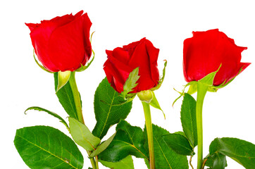 Dark red roses isolated on white background.