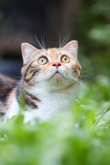 scottish fold cat standing in the garden with green grass. Calico cat looking something.