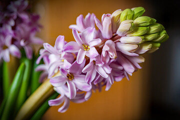 beautiful bud of a pink hyacint