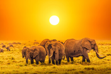 Naklejka na ściany i meble Artistic fantastic african sunset landscape. African elephants in Serengeti National Park. Tanzania, Africa at a sunset.