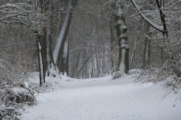 Blurred view on snow covered path in lonely german forest with bare trees during snowstorm in winter (focus on big tree trunks right and left from center)