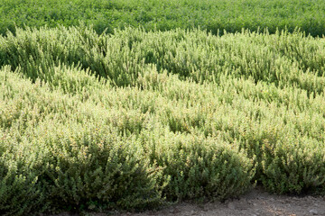 Cultivation of Melissa, medicinal plant