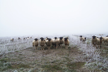 Weed control with sheeps. Grazing Animals, Sheep Herd in a plantation of aronia shrubs, chokeberry - fruits. freezing rain storm with fog in Winter frosty landscape covered by white flake ice.	