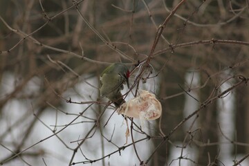 Grey-headed Woodpecker (Picus Canus)