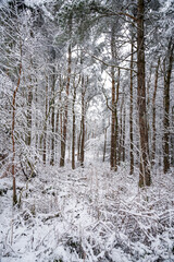 snow covered woodland