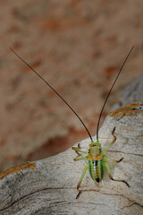 Armoured ground cricket