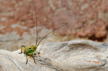 Armoured ground cricket