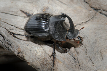 Rhinoceros bung beetle