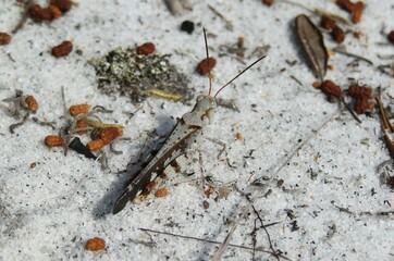Mottled sand grasshopper on Florida wild, closeup
