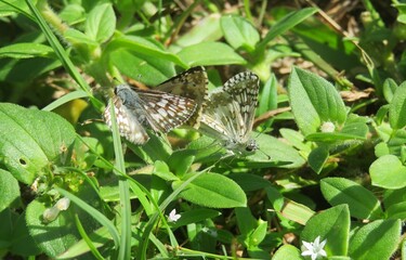 Tropical skipper butterflies mating on grass in Florida nature, closeup