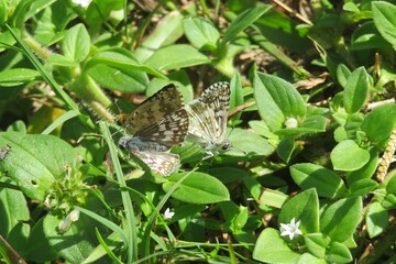 Tropical skipper butterflies on grass in Florida nature, closeup