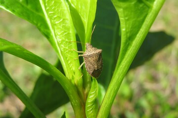 Tropical brown shieldbug on green plant in Florida nature, closeup