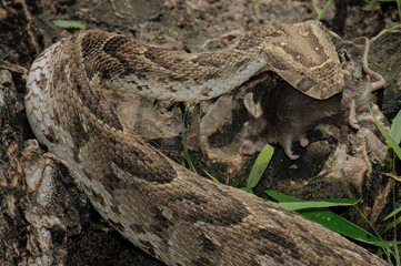 Puff adder feeding on a mouse