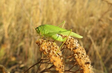 Green locust on yarrow plant in autumn garden, closeup