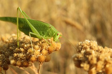 Green grasshopper on yarrow plant in autumn, closeup