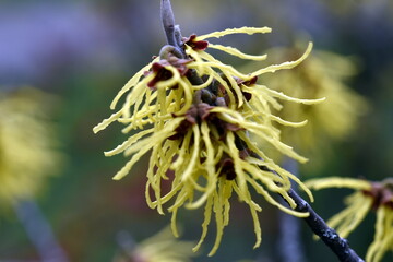Zaubernussblüten an einem Zweig
