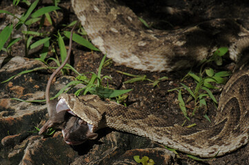 Puff adder feeding on a mouse