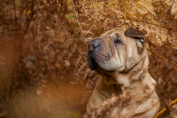 Sharpei, dog  © Dominika
