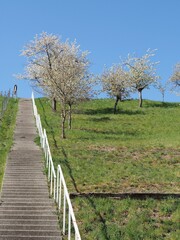 Lange Treppe in der Streuobstwiese