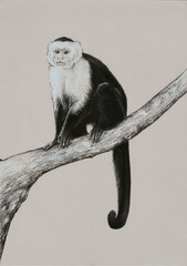 beżowa małpka - obrazy, fototapety, plakaty