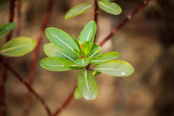Fototapeta na wymiar close up of a branch of a plant