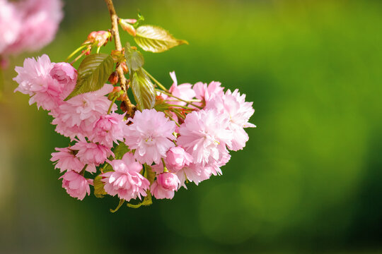 japanese cherry blossom on the branch. beautiful close up nature background in springtime on sunny day