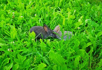 a small rabbit was sitting in a field covered with green grass