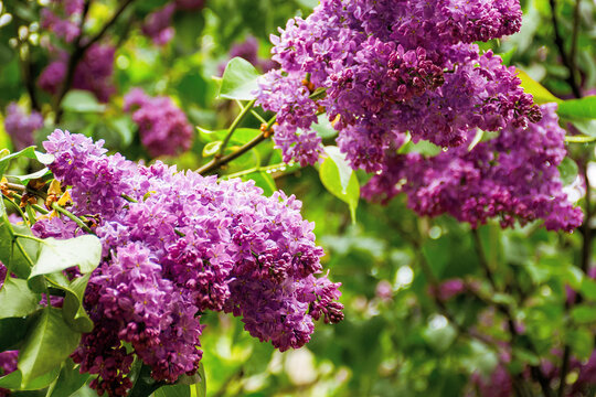 wet lilac blossom on the branches. beautiful nature background in springtime