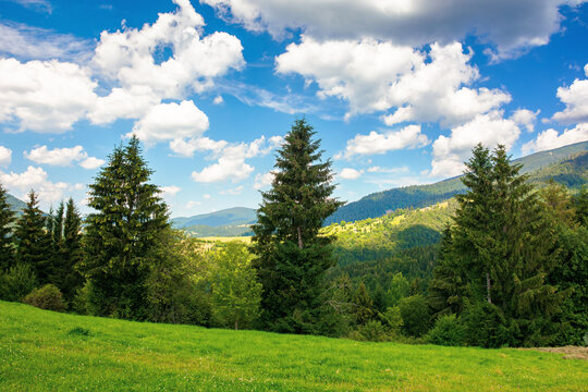 summer countryside in mountains. spruce trees on the grassy meadow. wonderful weather with fluffy clouds on the sky. beautiful landscape scenery