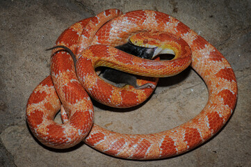 Corn snake feeding