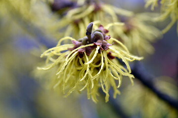 Zaubernussblüten an einem Zweig