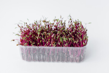 Micro-green beet sprouts close-up on a white background in a pot with soil. Healthy food and lifestyle