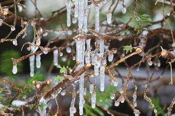 Closeup of isolated hanging icicles in bare tree branches during sudden winter onset in Germany (selective focus on icicle left of center)
