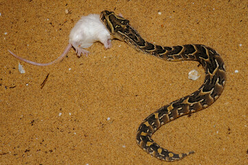 Young puff adder feeding