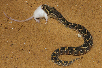 Young puff adder feeding