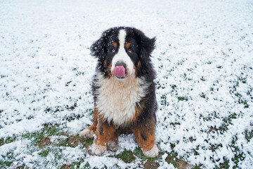 Bernese Mountain Dog sitting in the snow licking his nose