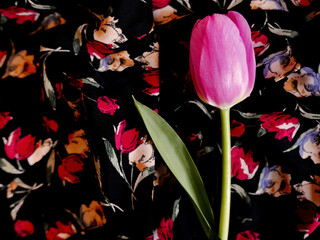 un bel tulipano rosa su sfondo telato fiorato © tiziana